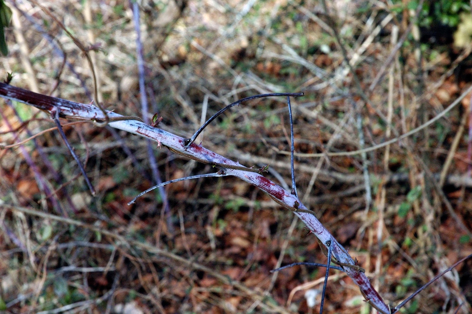 What are some types of thorn bushes?